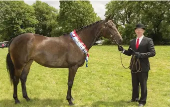  ??  ?? John Kelly pictured with his Champion Young Horse at Charlevill­e Show.