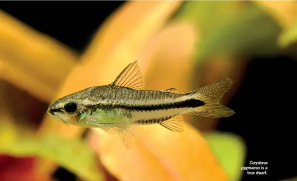  ?? ?? Corydoras pygmaeus is a true dwarf.