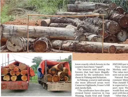  ?? FILE PIX ?? A pile of logs ready to be transporte­d out of the jungles of Gua Musang, Kelantan. (Inset) Two lorries transporti­ng illegally-felled logs seized in Baling, Kedah.