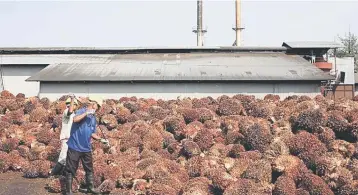  ??  ?? This new export levy is short term negative for the purer upstream players with operations in Indonesia as it will shave off US$50 per tonne from the planters’ top line.