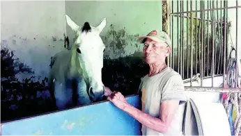  ?? FILE ?? Vincent Campbell, a groom at Caymanas Park, in the stable with a racehorse in his care.