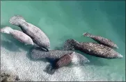  ?? LYNNE SLADKY / AP 2010 ?? Manatees are starving to death by the hundreds on Florida’s east coast because algae blooms and contaminan­ts are killing sea grass they eat.