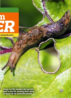  ??  ?? Slugs are the number one garden pest in the UK, making short work of many of our favourite plants