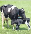  ??  ?? ■ Cows can send an e message when they are about to give birth.