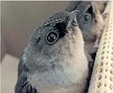  ?? CAROLYN DENSTEDT/SPECIAL TO POSTMEDIA NEWS ?? Many chimney swifts were rehabbed this summer in the London area by Swift Care Ontario. These young birds joined 500 swifts at the Labatt’s Brewery chimney earlier this month. They will migrate to South America. Chimney swifts are a species at risk in...