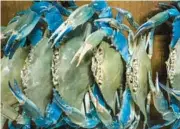  ?? ?? A collection of preserved blue crabs for sale at Schiller’s.