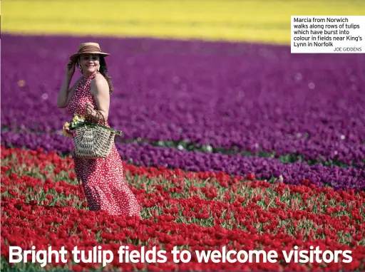  ??  ?? THOUSANDS of tulips have burst into colour in a kaleidosco­pe display near King’s Lynn in Norfolk.
Belmont Nurseries, the UK’s largest commercial grower of outdoor tulips, plans to offer socially distanced visits to its tulip fields at Hillington to raise funds for a local hospice charity. The grower was forced to close to the public during the first lockdown in England last year and has worked hard to open following
Marcia from Norwich walks along rows of tulips which have burst into colour in fields near King’s Lynn in Norfolk
JOE GIDDENS slot. Funds raised will help support The Norfolk Hospice, Tapping House in Hillington.
Belmont Nurseries has teamed up with village pub The Ffolkes, which is near to the fields, so guests can use its facilities during their visit.