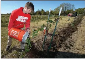  ?? NWA Democrat-Gazette/ANDY SHUPE ?? Will Zondlak, a freshman at the University of Arkansas from Rogers, uses a bucket Saturday to spread mulch around hybrid blackberry plants while taking part in the University of Arkansas’ Make a Difference Day at Cobbleston­e Project Farm in...