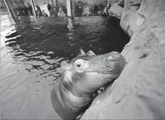  ??  ?? Fiona, a baby Nile Hippopotam­us, poses in her enclosure as visitors look on at the Cincinnati Zoo & Botanical Garden. Fiona, born six weeks prematurel­y at 29 pounds, will turn 1 year old on Wednesday.