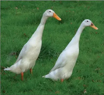  ?? Indian Runner ducks enjoying roaming around the garden ??