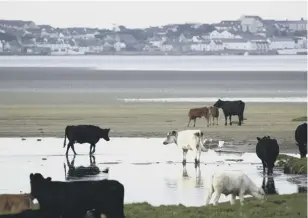  ??  ?? 0 Cattle on the shore of Loch Indaal with Bowmore in the background