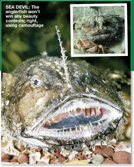  ??  ?? SEA DEVIL: The anglerfish won’t win any beauty contests; right, using camouflage