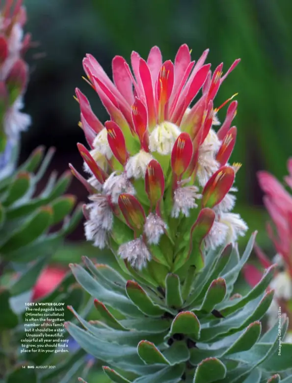  ??  ?? 1 get a winter glow
The red pagoda bush (Mimetes cucullatus)
is o en the forgo en member of this family, but it should be a star. Unusually beautiful, colourful all year and easy to grow, you should find a place for it in your garden.