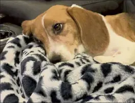  ?? Courtesy jenn monte bragdon ?? arya, a 3-year-old beagle, sleeps on her owner’s blanket, ‘which she stole.’