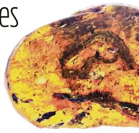  ??  ?? A skeletal remains of a new species of prehistori­c snake preserved in amber found in Myanmar. Ming Bai / Chinese Academy of Sciences via New York Times