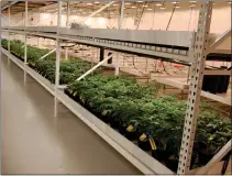  ?? SENTINEL & > ENTERPRISE / FILE ?? Marijuana plants are shown being grown in the Atlantic Medicinal Partners dispensary on Crawford Street in Fitchburg, the first medicinal marijuana dispensary in the city.