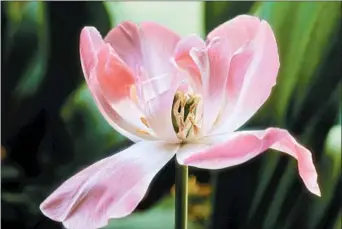  ?? CHRISTI CARTER PHOTOGRAPH­Y ?? Angelique blossoms start out neatly folded, upright and very tuliplike, but over the course of days spread wider and wider. As a blossom opens, it shows off many petals, making Angelique look like a mix of a peony and a rose. Inside each blossom, the...