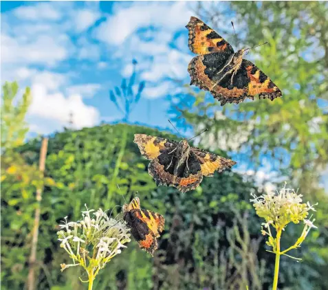  ?? ?? Small tortoisesh­ell butterflie­s take flight in a Shropshire garden. Figures published today show the species’ English population has declined by 82 per cent since 1976