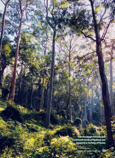  ??  ?? Tall eucalypt forests and bushland north of Sydney are home to a variety of fauna