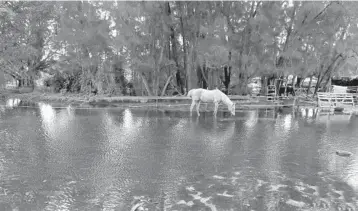  ?? CARLINEJEA­N/SOUTHFLORI­DASUNSENTI­NEL ?? Ahorsewalk­s inwaterat the Rancho Gonzalez stable in Davie. Horse barns in Davie and Southwest Ranchesare­underwater daysafterT­ropical StormEta floodedpar­ts ofSouth Florida.