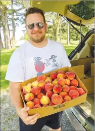  ??  ?? Jamon Abercrombi­e, of Lees Summit, Mo., shows a box of peaches he and his family picked. The orchard is now open for those who wish to purchase peaches or pick them.