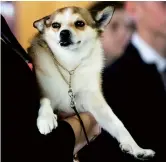  ??  ?? Tracy Rousseau and her dog Eva, a Norwegian lundehund, attend the Westminste­r Kennel show. — IC