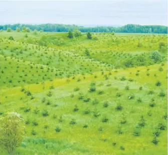  ??  ?? Le secteur de la forêt privée s’attend au même traitement que la forêt publique à l’égard des fonds pour travaux sylvicoles.