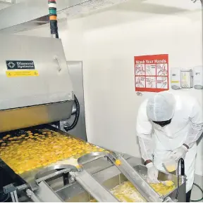  ??  ?? In this January 26, 2017 Gleaner photo, a worker sorts through eggs on the production line at the liquid eggs plant operated by Crafton Holdings in Kingston.