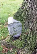  ?? GAREN MORRIS ?? The gravestone of George Dittmar at Forest Home Cemetery in Milwaukee is being swallowed up by a large tree. The unusual grave is a popular stop on the cemetery's annual Halloween tour.