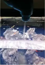  ??  ?? Poisoned: Video scenes showing Reynoldson pouring bleach into tank, killing at least 30 tropical fish