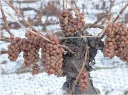  ?? SHUTTERSTO­CK ?? Uno de los vinos más representa­tivos de Canadá es el vino de hielo o ice wine, que se elabora con uvas sobremadur­adas, por lo que es más dulce, y que se recogen en pleno invierno.