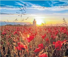  ?? Picture: PA. ?? The National Trust said fields on the White Cliffs are alive with wildlife after efforts to restore grassland farmed intensivel­y since the war.