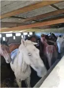  ?? FOTO ?? 20 caballos fueron rescatados en el operativo.