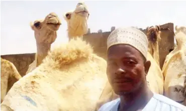  ??  ?? „Wakala says he imports camels from Niger Republic