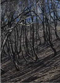  ??  ?? Burned trees and shrubs dot the hillsides at the site of the Loma Fire in the Santa Cruz Mountains in 2016.