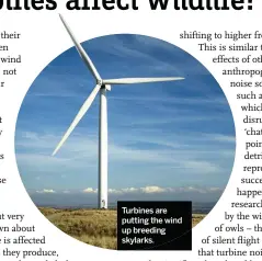  ??  ?? Turbines are putting the wind up breeding skylarks.