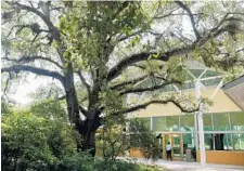  ??  ?? The Long Key Natural Area and Nature Center in Davie sits on the old Kapok Tree property and remains a popular scenic locale. Maria Baiz, bottom right, shoots a quinceaner­a photo for Thalia Conde with the help of Mildred Molina. Chris Bucher and her...