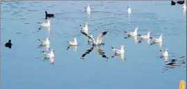  ?? HT PHOTO ?? Some of the migratory birds at the Harike lake in Tarn Taran on Saturday.