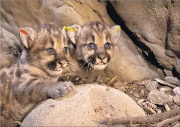  ?? National Park Service ?? ISOLATED by freeways and developmen­t, cougars in the Santa Monica range are losing the genetic diversity necessary for population survival. Above, mountain lion kittens found in the Santa Susana Mountains in June.