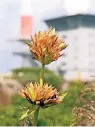  ??  ?? Die gelb-roten Blüten des Brocken-Enzians bringen etwas Farbe in den Brockengar­ten.