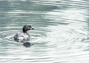  ?? Darin Smith ?? The little grebe is our smallest