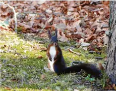  ?? Foto: W. Wörle ?? Keck und munter blickt es drein: In der Herbstkuli­sse von Sankt Ottilien (Kreis Landsberg am Lech) hat Wunibald Wörle ein Eichhörnch­en abgelichte­t.