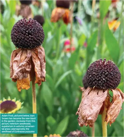  ??  ?? Adam Frost, pictured below, says ‘brown has become the new black’ in the garden; clockwise from this picture, helenium seedheads; eupatorium in autumn; ornamental grass calamagros­tis; the seedhead of Echinacea purpurea