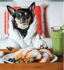  ??  ?? Breakfasts will be taste-tested by lucky hound and its human