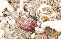  ?? Photo by Alex Pulaski for ?? ■ Bonanza Beach at Isla Espritu Santo is lined with massive deposits of bleached shells and coral.