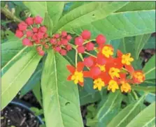  ?? PAMELA BAXTER — FOR DIGITAL FIRST MEDIA ?? This beautiful butterfly weed attracts monarchs and other pollinator­s.