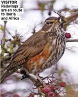  ?? ?? VISITOR Redwings are en route to Iberia and Africa