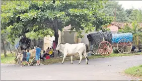  ??  ?? Los bueyes y las carretas aguardan con sus dueños la celebració­n de la festividad mariana. Esta tradición del rancho que camina lleva 60 años.