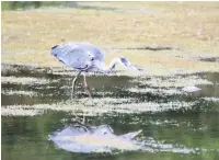  ??  ?? ●●A heron spots something moving in the water