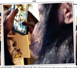  ??  ?? Social animal: Sugriva the chimp holds the phone in both hands, scrolls through the Instagram images with his right thumb and calls up a picture of two people